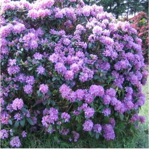 Rododendras ( lot. Rhododendron) Purpureum Grandiflorum