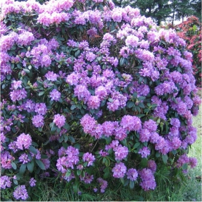 Rododendras ( lot. Rhododendron) Purpureum Grandiflorum