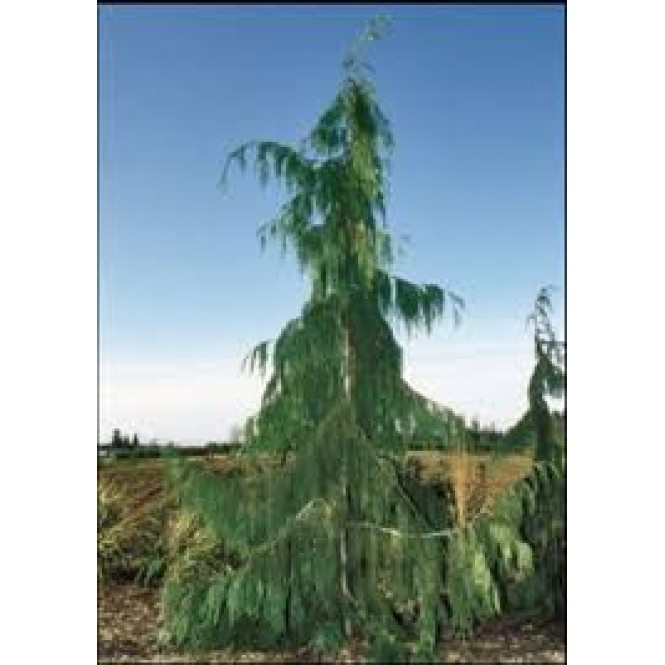 Puskiparisis ( lot. Chamaecyparis nootkatensis) Pendula