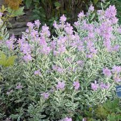  Pūstatauris virgininis (lot.Physostegia virginiana) Variegata