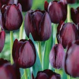 Tulpės  Queen of Night, 5 vnt Tulpės  Queen of Night, 5 vnt