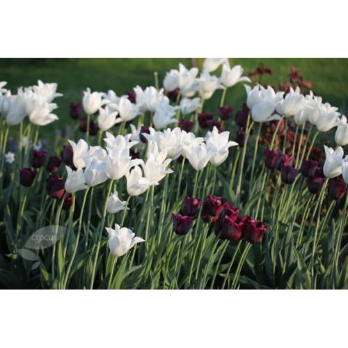 Tulpių derinys ,,Nakties stebuklas", 100 vnt