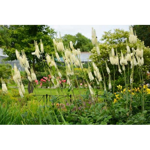 Juodžolė kekinė ( lot.Actaea  racemosa)cordifolia