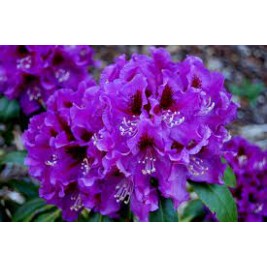 Rododendras ( lot. Rhododendron) Rasputin Rododendras ( lot. Rhododendron) Rasputin