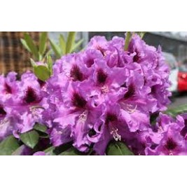 Rododendras ( lot. Rhododendron) Peter Alan Rododendras ( lot. Rhododendron) Peter Alan