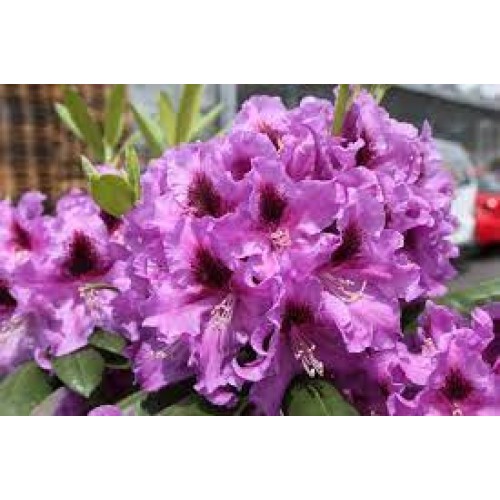 Rododendras ( lot. Rhododendron) Peter Alan