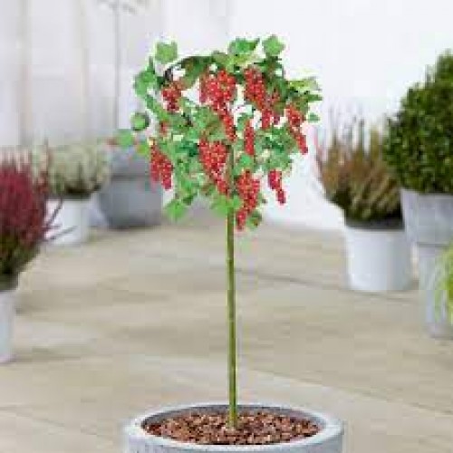 Serbentas raudonasis  kamieninis ( lot. Ribes rubrum) Jonkheer van Tets