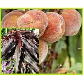 Persikas ( lot.Prunus persica) Raudonlapis Persikas ( lot.Prunus persica) Raudonlapis