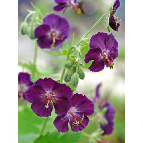Snaputis (lot. Geranium phaeum)  Samobor