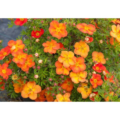 Sidabražolė krūminė ( lot. Potentilla fruticosa) Red ace