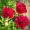 Bijūnas ( lot. peonia lactiflora) Red Charm, 2026 ruduo