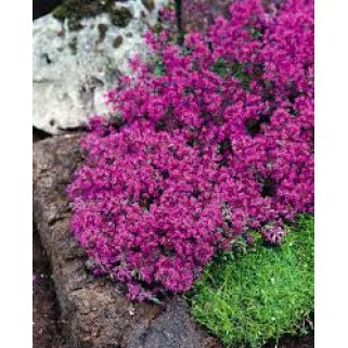 Čiobrelis ( lot. Thymus serphylium) Red Carpet