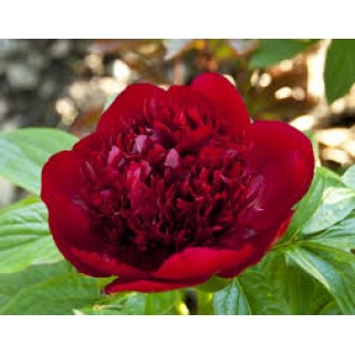 Bijūnas ( lot. peonia lactiflora) Red Charm, 2026 ruduo