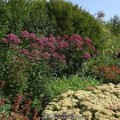 Kemeras ( lot.Eupatorium  maculatum) Red Dwarf
