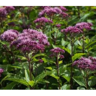 Kemeras ( lot.Eupatorium  maculatum) Red Dwarf