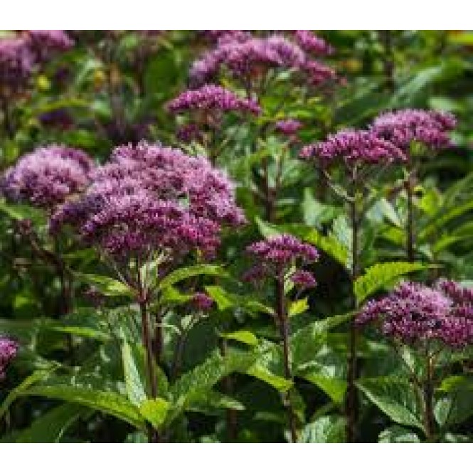 Kemeras ( lot.Eupatorium  maculatum) Red Dwarf