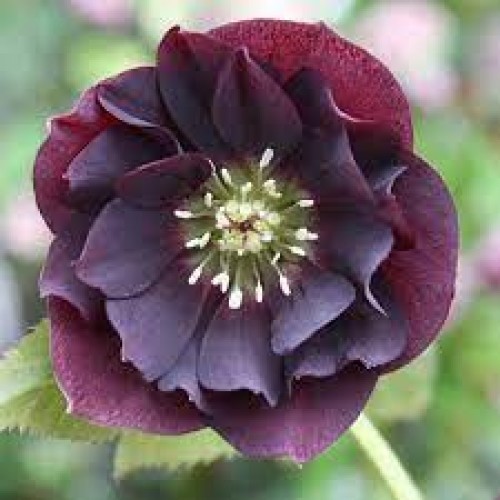 Eleboras rausvažiedis  ( lot. Helleborus orientalis)  Double Ellen Red