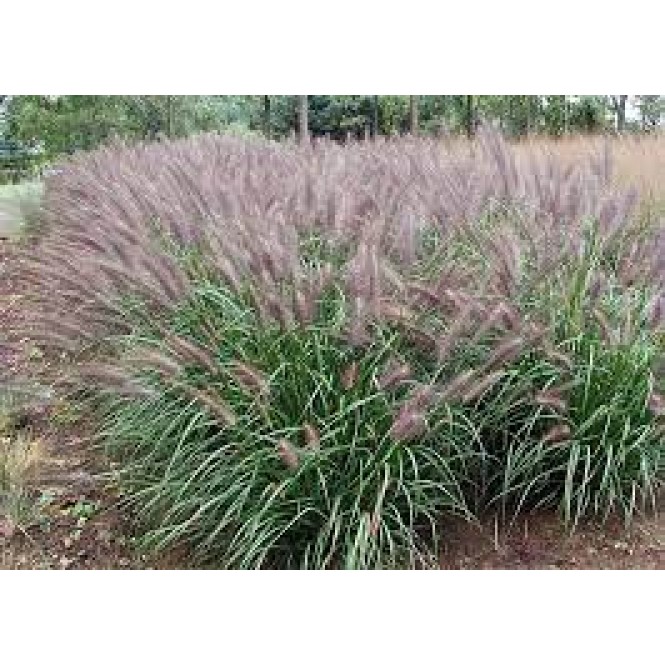 Soruolė  pašiaušėlinė (lot. Pennisetum alopecuroides)  Red Head