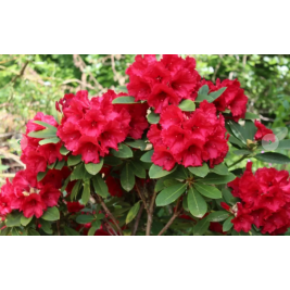 Rododendras ( lot. Rhododendron) Red Jack Rododendras ( lot. Rhododendron) Red Jack