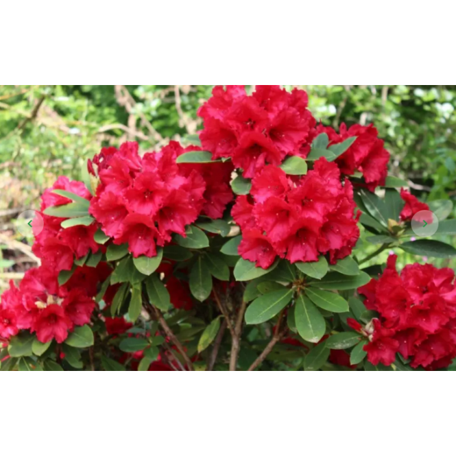 Rododendras ( lot. Rhododendron) Red Jack