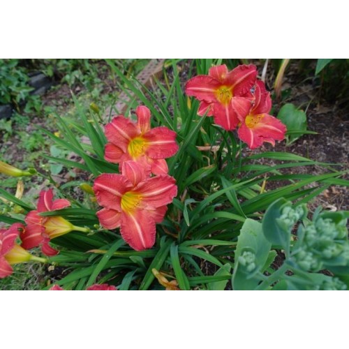 Viendienė  (lot.Hemerocallis ) Red Rum