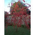 Obelis dekoratyvinė (lot. Malus robusta)  Red Sentinental