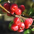 Obelis dekoratyvinė (lot. Malus robusta)  Red Sentinental