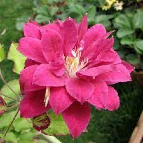 Raganė ( lot.Clematis) Red Star
