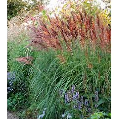 Miskantas kininis ( lot. Miscanthus chinensis ) Red Tower