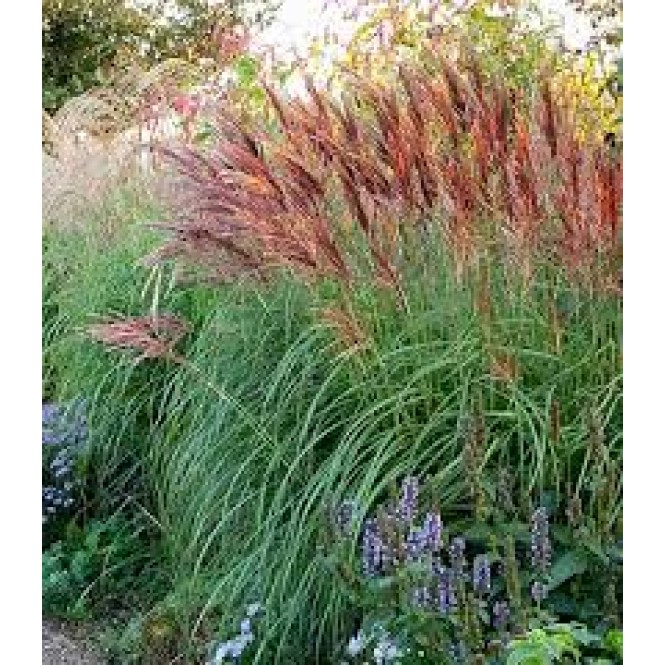 Miskantas kininis ( lot. Miscanthus chinensis ) Red Tower