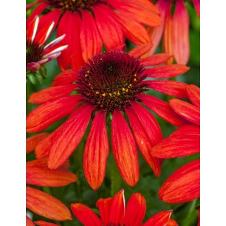 Ežiuolė  (lot.Echinacea purpurea) Red Pearl
