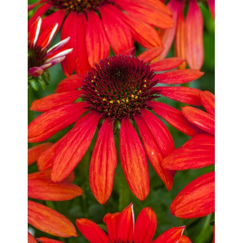 Ežiuolė  (lot.Echinacea purpurea) Red Pearl