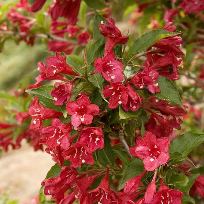 Veigelė gražiažiedė (lot. Weigela florida) Red Prince