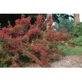 Veigelė gražiažiedė (lot. Weigela florida) Red Prince