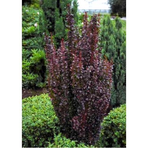 Raugerškis tunbergo ( lot. Berberis thunbergii)  Red rocket