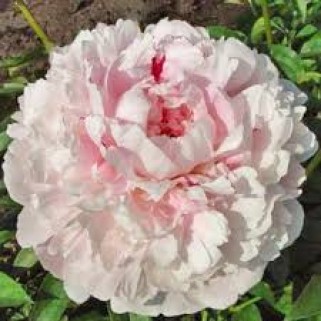 Bijūnas ( lot. peonia lactiflora )  Reine Hortense, 2026 ruduo
