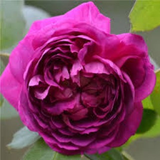 Rožė ( lot. Rosa ) Reine des Violettes (Quuen of Violets)