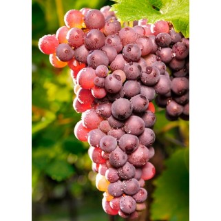 Vynuogė( lot. Vitis) Reliance