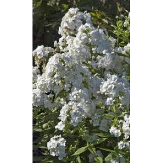 Flioksas ( Phlox paniculata)  Rembrandt
