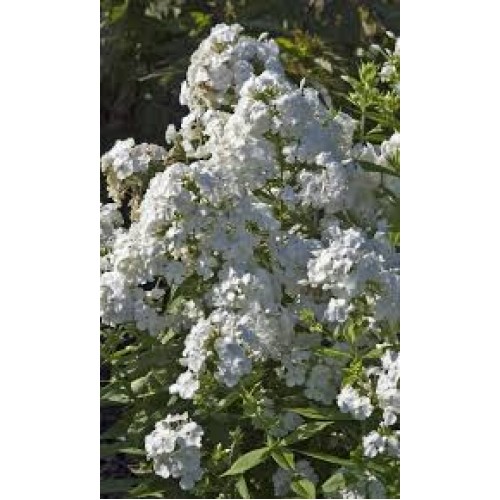 Flioksas ( Phlox paniculata)  Rembrandt