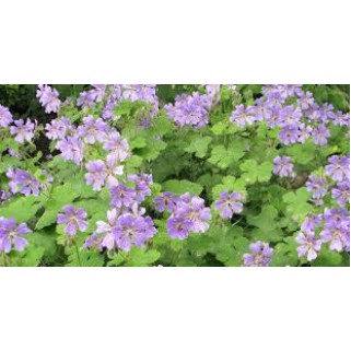 Snaputis renardo (lot. Geranium renardii)  Philippe Vapelle’