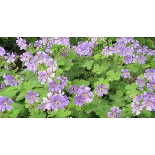 Snaputis renardo (lot. Geranium renardii)  Philippe Vapelle’