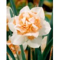Narcizai pilnaviduriai  ( lot. Narcissus)  Replete, 30 vnt