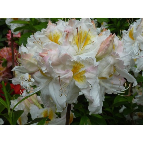 Azalija didžiažiedė  ( lot. Azalea deciduous)  Schneegold