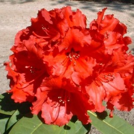 Rododendras ( lot. Rhododendron) Scarlet Wonder  Rododendras ( lot. Rhododendron) Scarlet Wonder