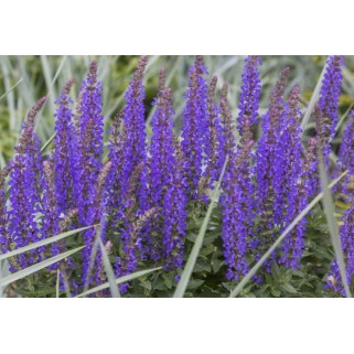 Šalavijas gojinis ( lot. Salvia nemorosa) Rianne