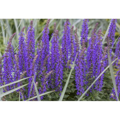 Šalavijas gojinis ( lot. Salvia nemorosa) Rianne