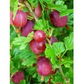 Agrastas raudonasis kamieninis ( lot. Ribes uva-crispa)  Hinonmaki
