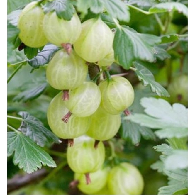Agrastas kamieninis  ( lot. Ribes uva-crispa) Invicta