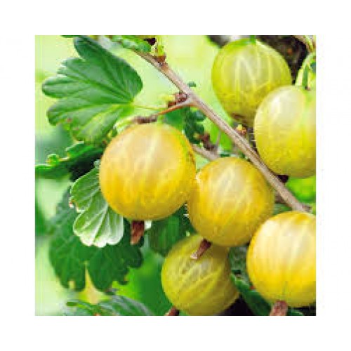 Agrastas geltonasis ( lot. Ribes uva-crispa)  Hinonmaki